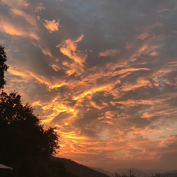 ChinaCatSunflower - Picture 3 of 6